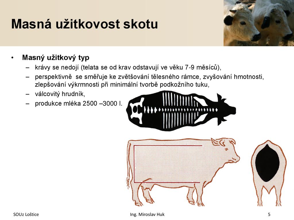 VY 32 INOVACE 126 Chov skotu ppt stáhnout